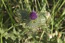 Scottish thistle near Inverness